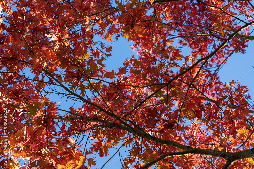 herbstliche rote Blätter auf einem Baum herbstliche rote Blätter auf einem Baum