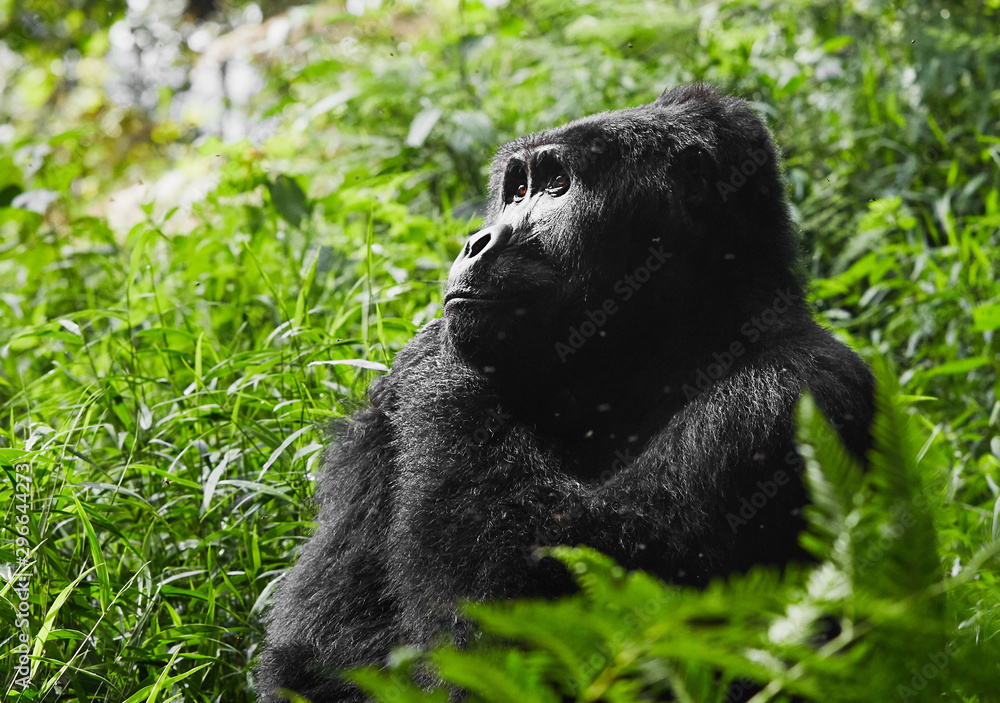 Obraz premium Mammal of Wild mountain gorilla in rwanda national park