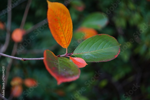 drei schöne Blätter im Herbst,Herbstfamilie