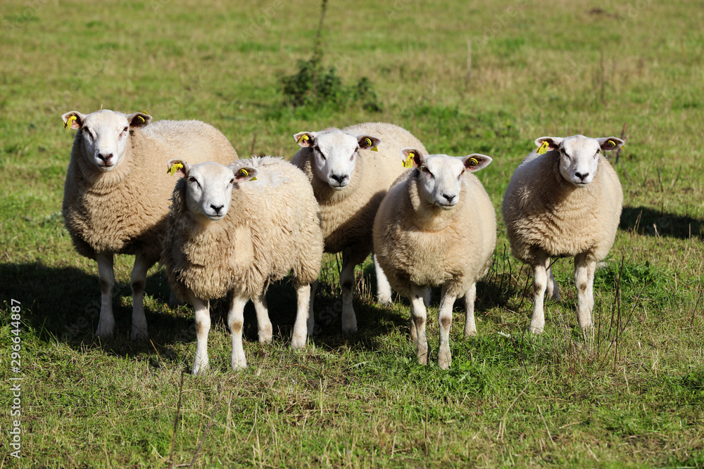Naklejka premium Small group of sheep looking towards the camera