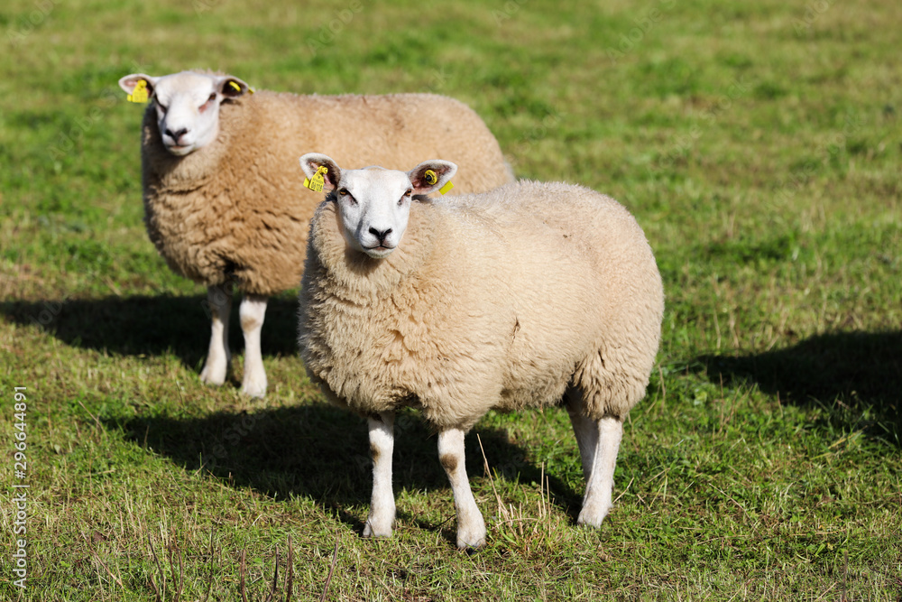 sheep in a grass field looking toward the camera sheep in a grass field looking toward the camera