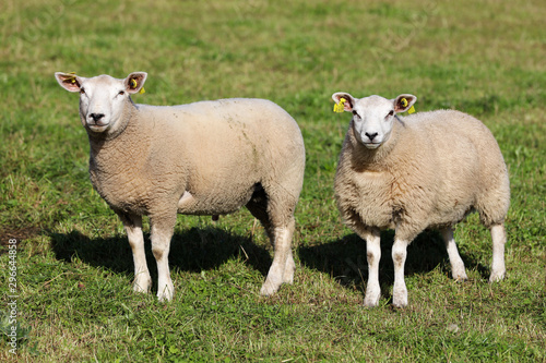 Sheep standing at grass field