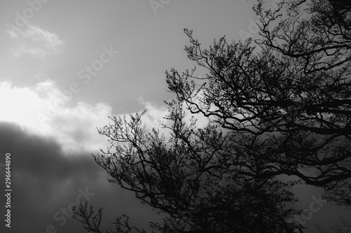 Black and white image of a leafless tree against a dramatic sky in autumn