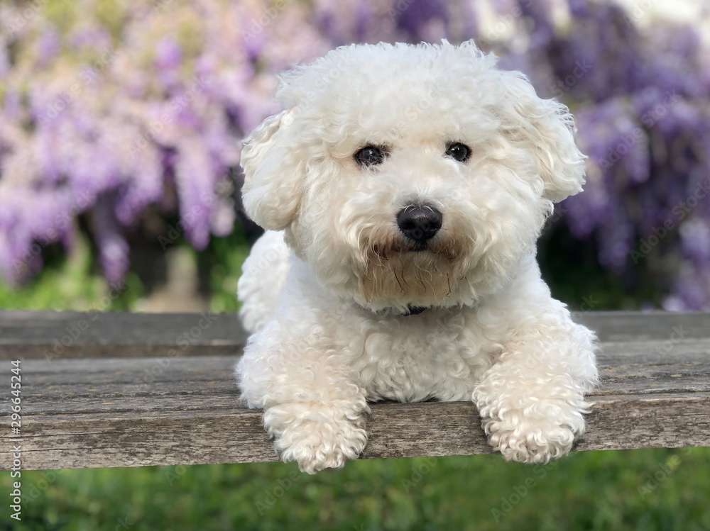 white bichon frise dog sitting on wooden bench