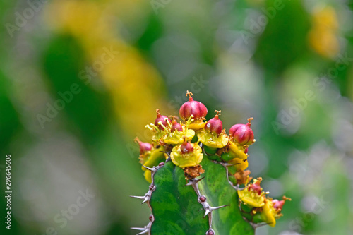 Wallpaper Mural Cactus wirh red and yellow flower Torontodigital.ca