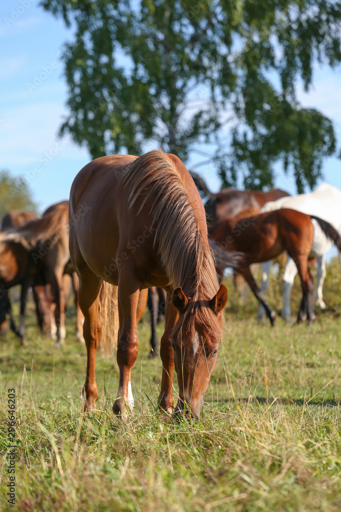 herd of horses on pasture