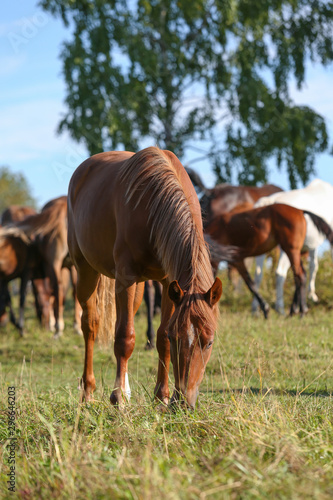 herd of horses on pasture © Daria