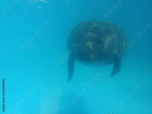 sea turtle in water
