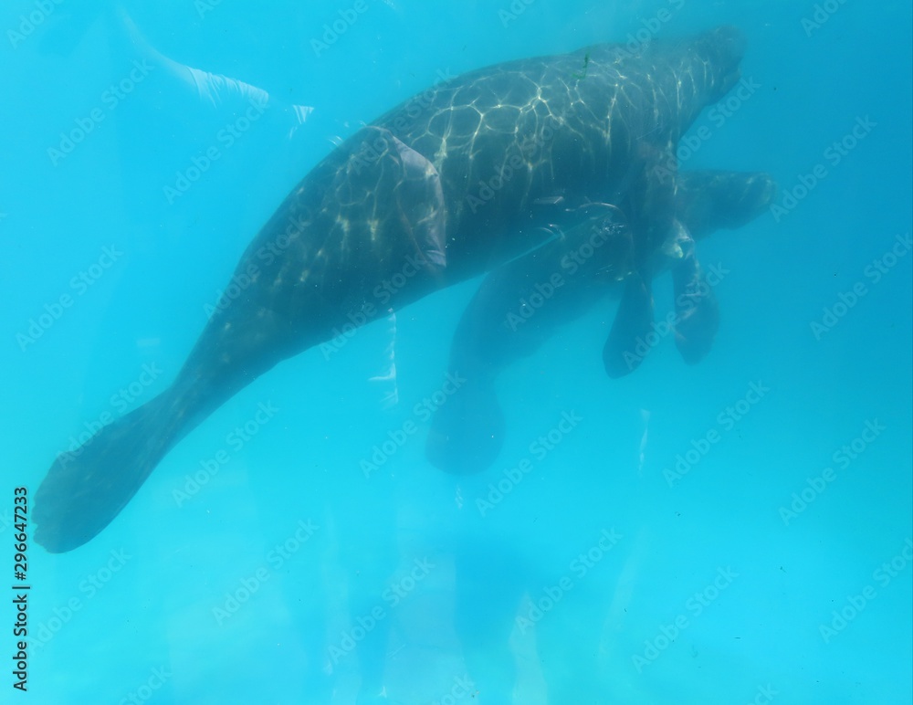 Naklejka premium fish in aquarium