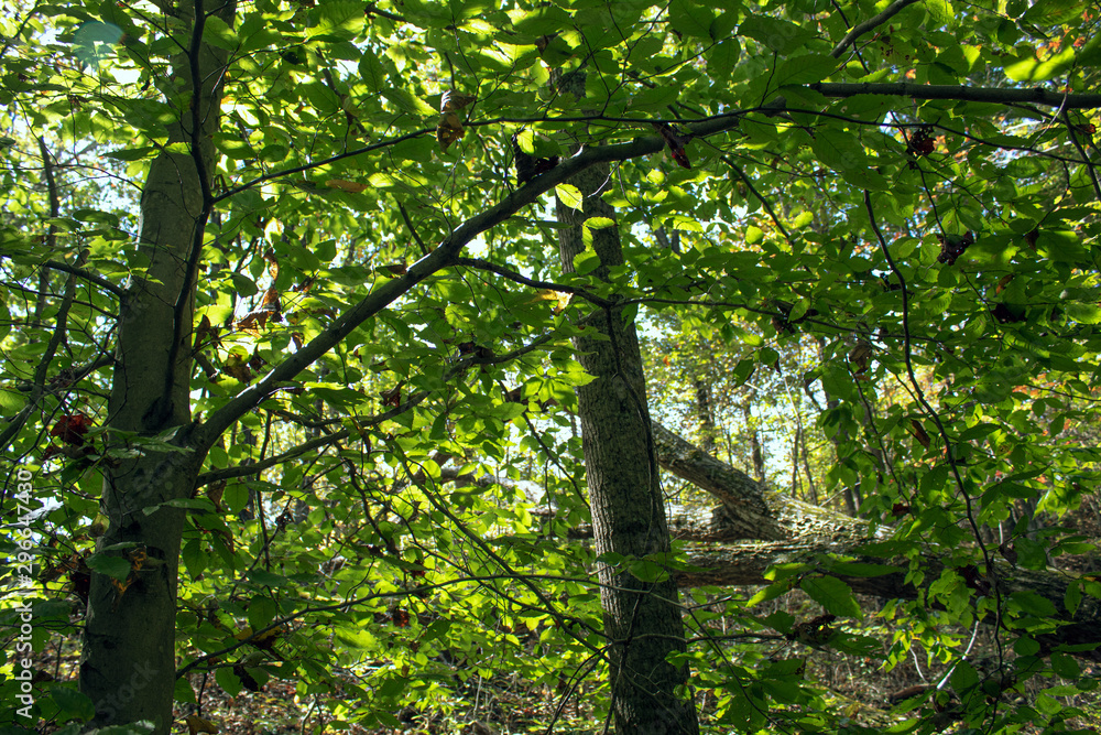 Obraz premium Kentucky Forest