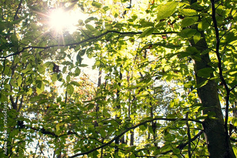 Fototapeta premium Treetops in Early Fall