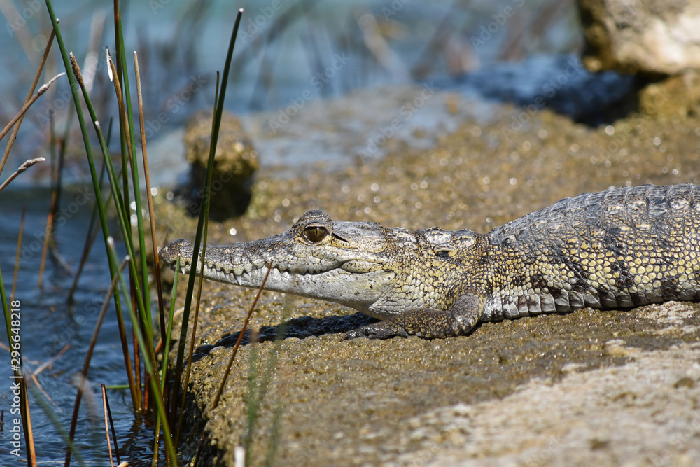 Obraz premium Small crocodile, alligator looking towards water