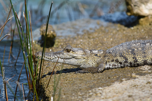 Small crocodile, alligator looking towards water