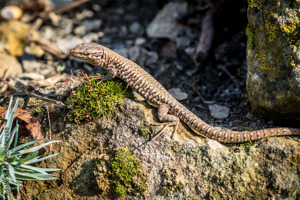 Fototapeta premium Eidechse wärmt sich in der Sonne