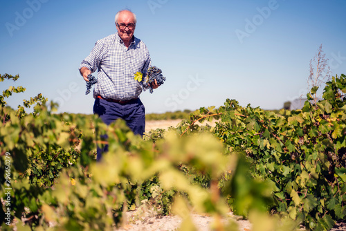 Old man collecting grapes in a vineyard
