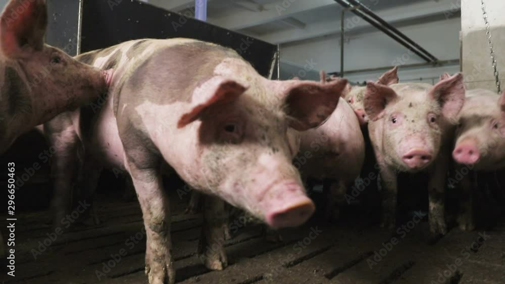 Close-up of a large pig in a swamp, are in a barn which is poorly lit. Poor conditions for pigs on the farm Close-up of a large pig in a swamp, are in a barn which is poorly lit. Poor conditions for pigs on the farm