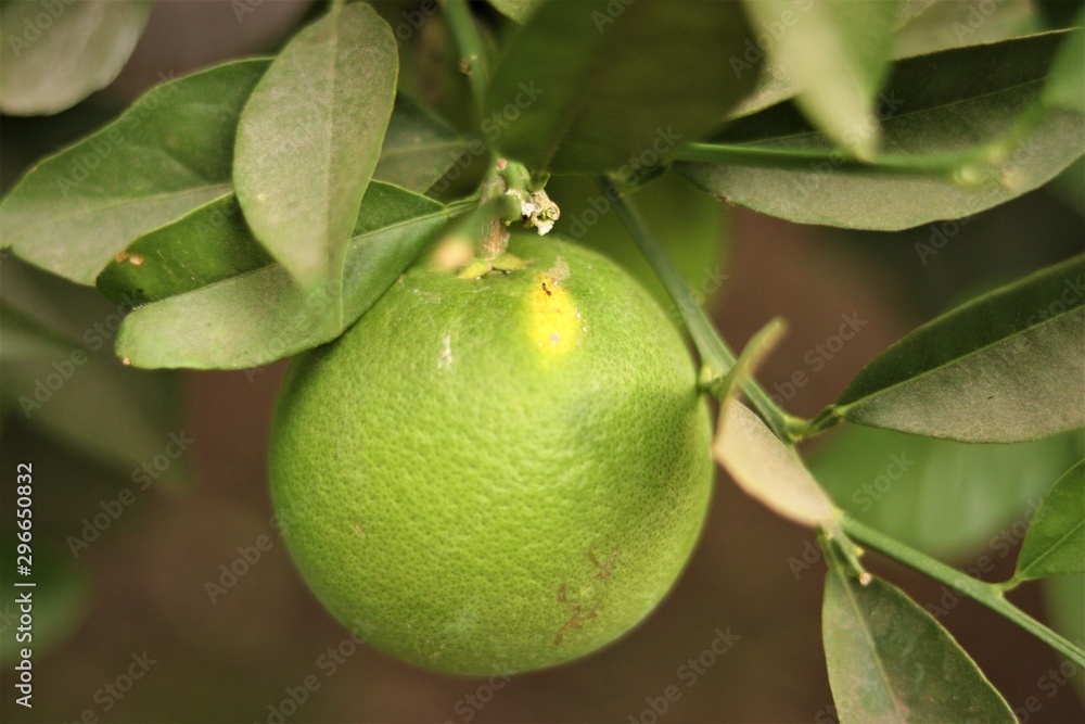 A Green Orange on the Tree