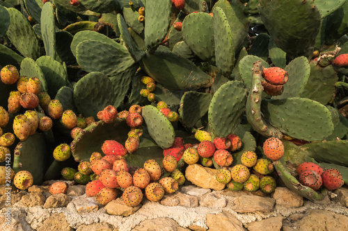 Lots of Cactus Fruit Fallen on the Ground and Waiting to be Picked