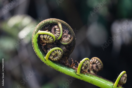 Close up of a New Zealand fern (Koru) photo