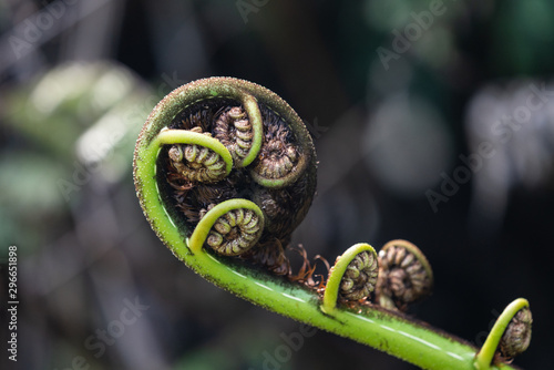 Obraz na płótnie Close up of a New Zealand fern (Koru) w salonie