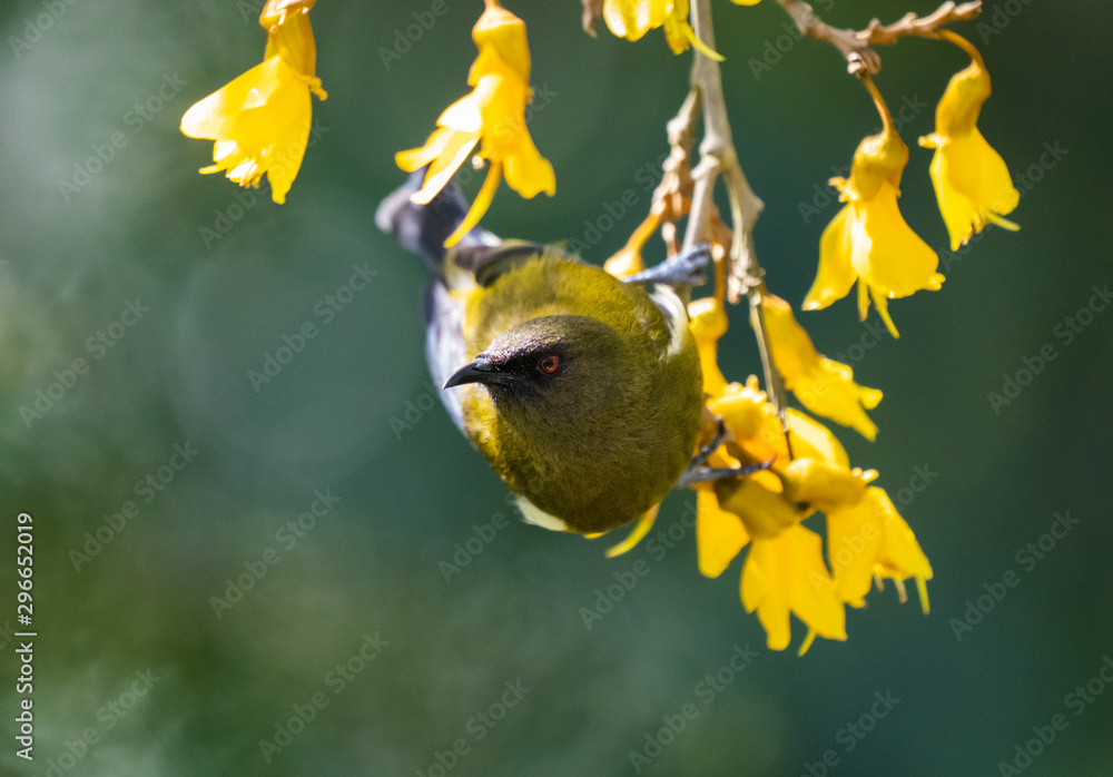 A New Zealand Bellbird in a Kohwhai tree