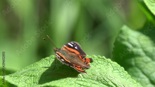 Close up of a New Zealand red admiral butterfly on a leaf