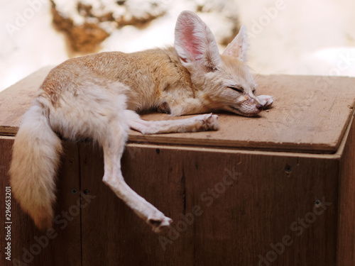 Billede på lærred Cute baby fox sleeping on a wooden box