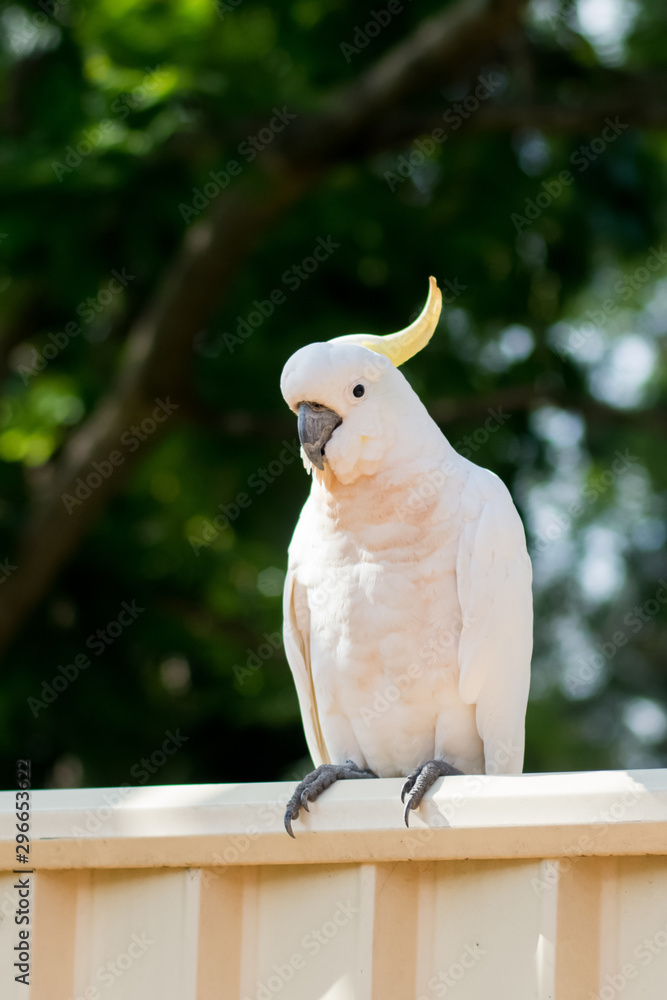 Sulphur-crested cockatoo seating on a fence. Urban wildlife. Australian backyard visitors
