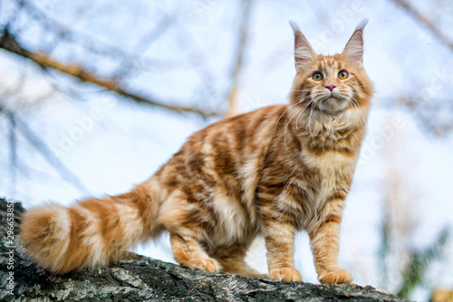 Foto Maine coon kitten sitting on a tree in forest, park on summer sunny day