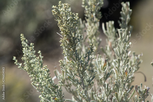 sage brush