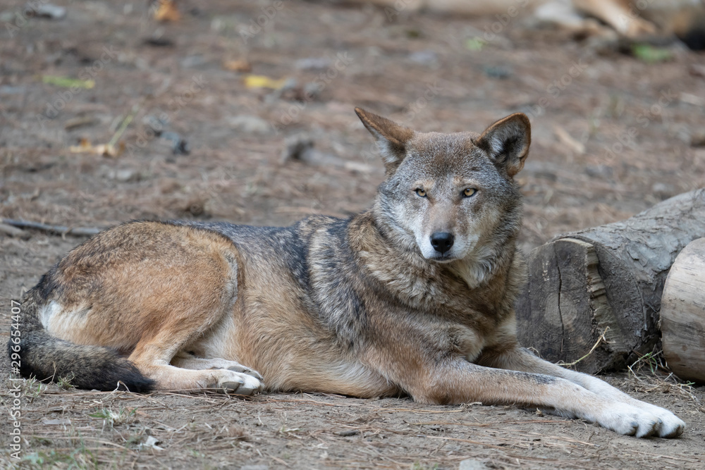 Adult Male Red Wolf