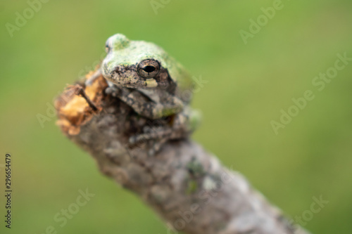 a green tree frog on a branch