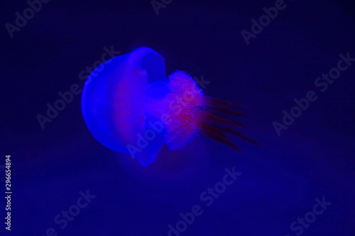 nettle jellyfish