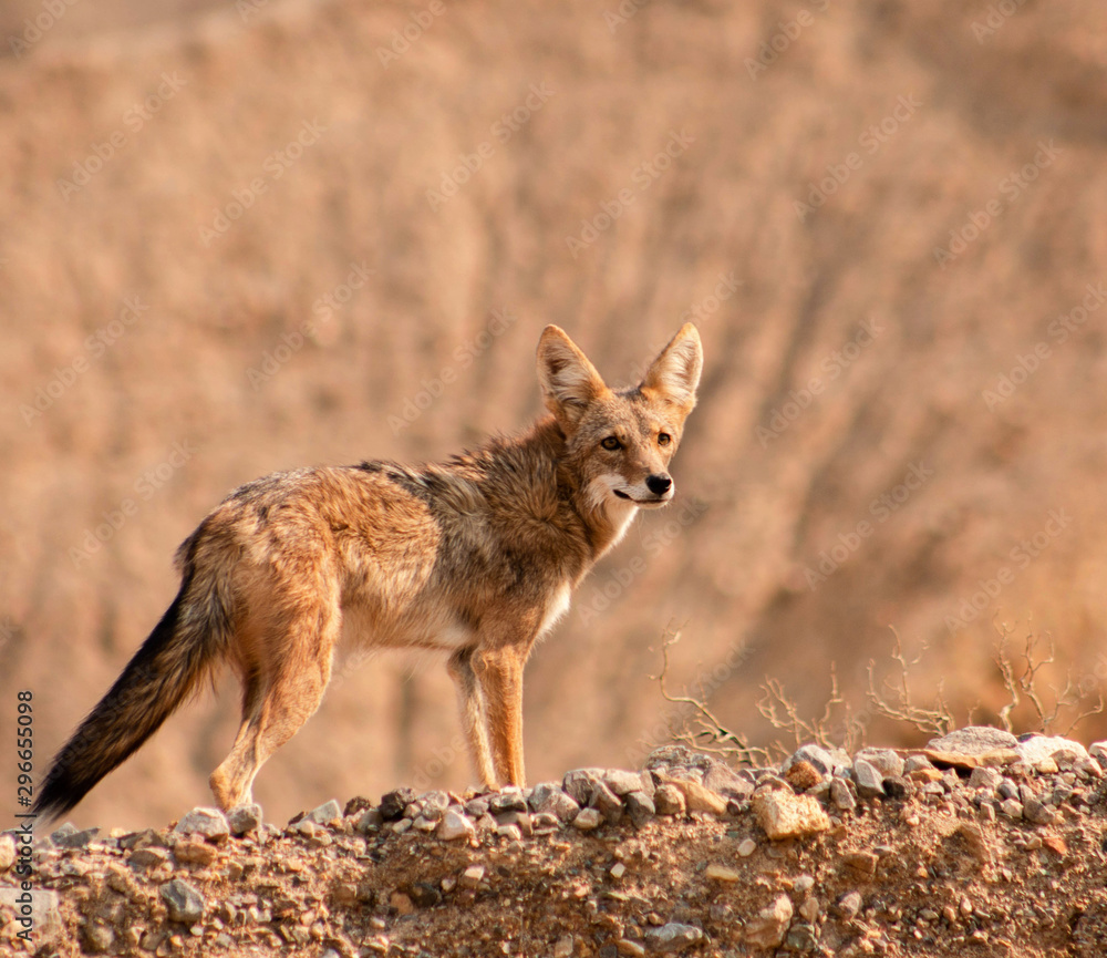 Alert Coyote in the Wild