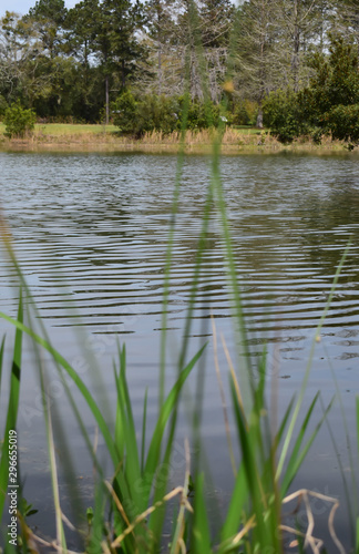 Plant life, the environment