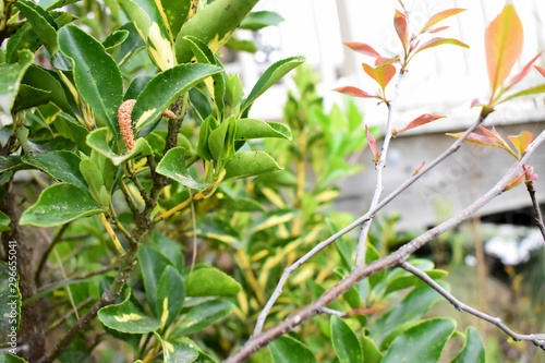 Plant life, the environment