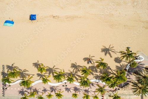 Palm trees on Fort Lauderdale Beach FL direct overhead shot