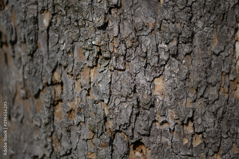 bark of a tree bark of a tree