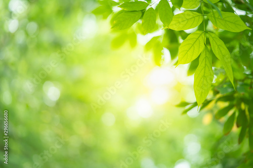 Green leaf background with beautiful bokeh under sunlight with copy space. Natural and freshness concept.