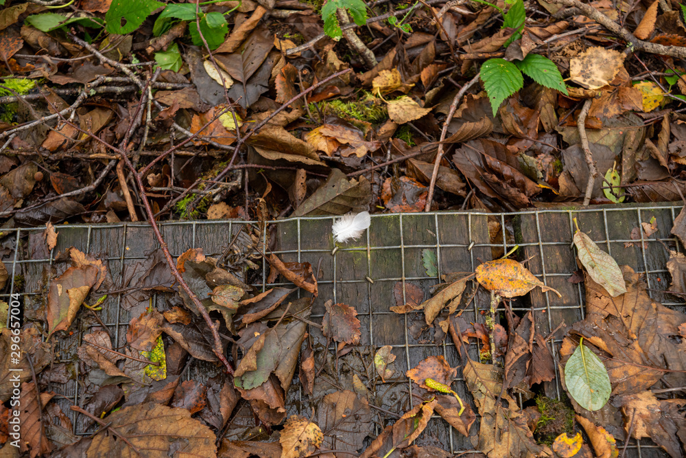 Small white feather stuck to wet wood bridge in woodland