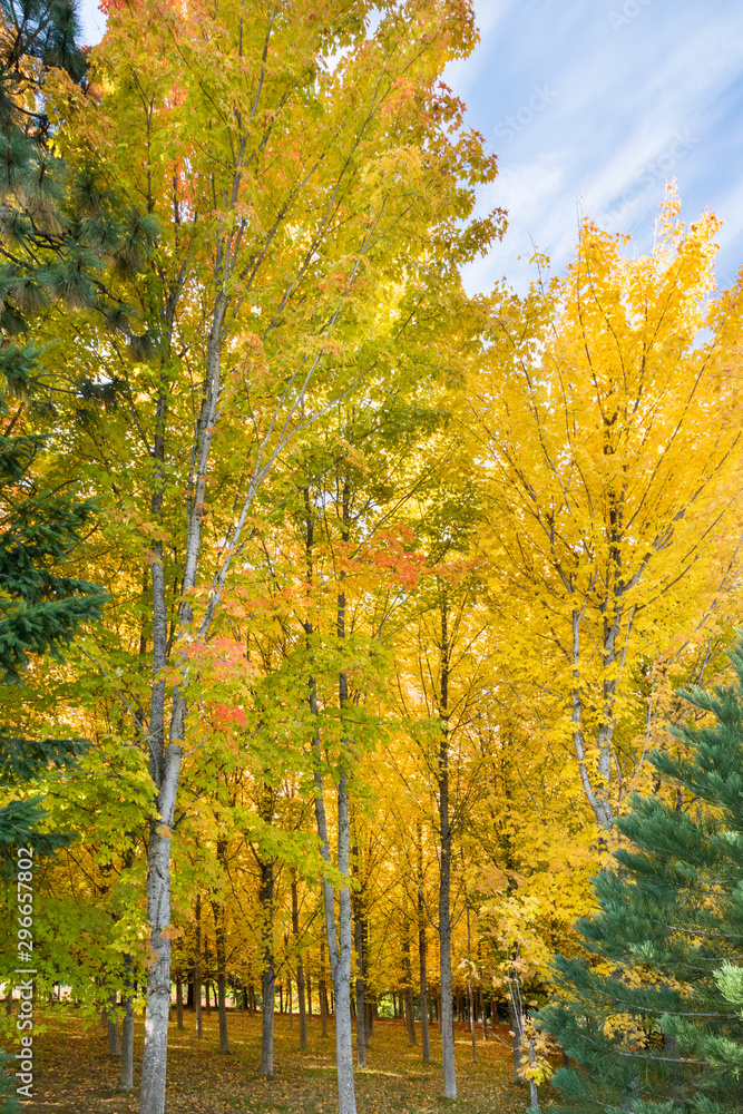 A Sugar Maple Tree Farm forest in autumn with brilliant yellow leaves