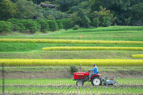 Kyoto Japan-September 27  2019  Rice harvesting season in Kyoto  Japan