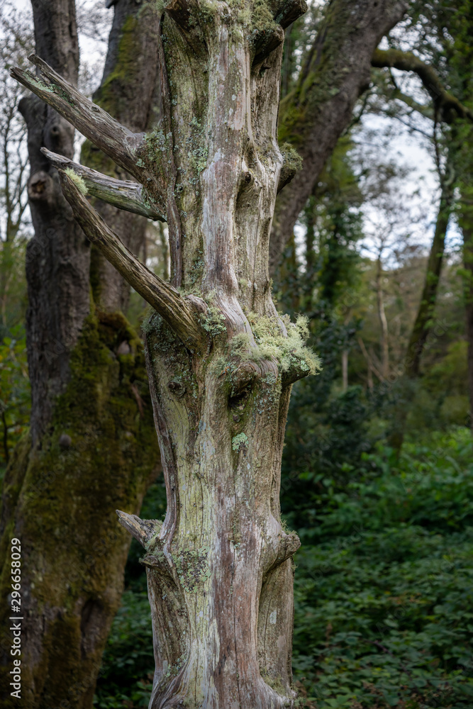 Moss growing on dead tree in woodland