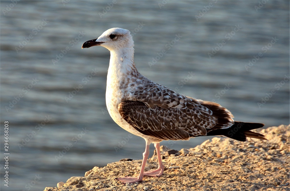 Obraz premium a seagull sitting down