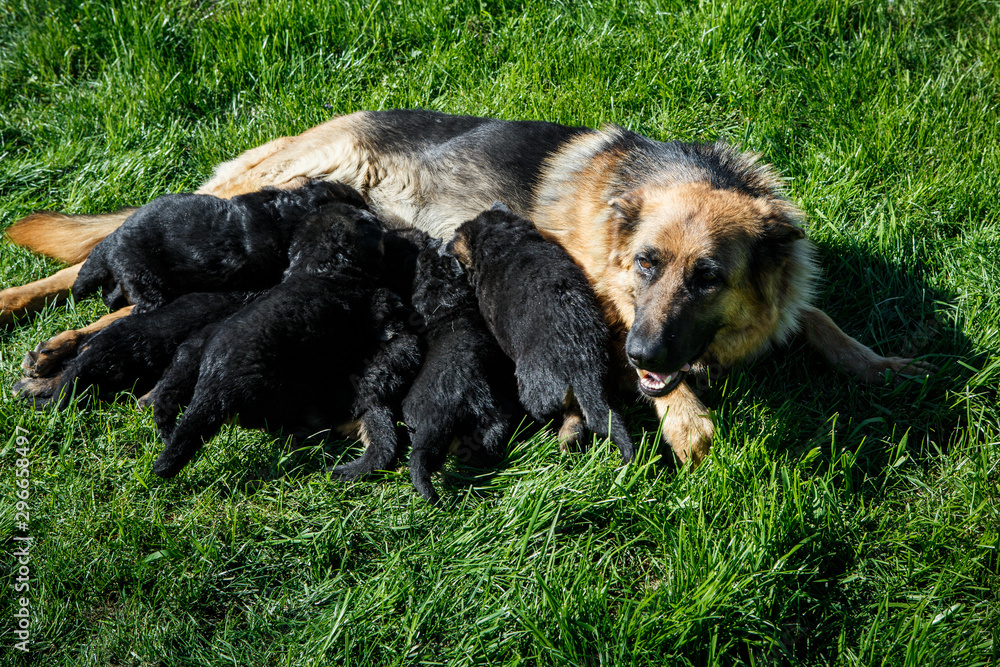 young adult german shepherd female feeds small puppies