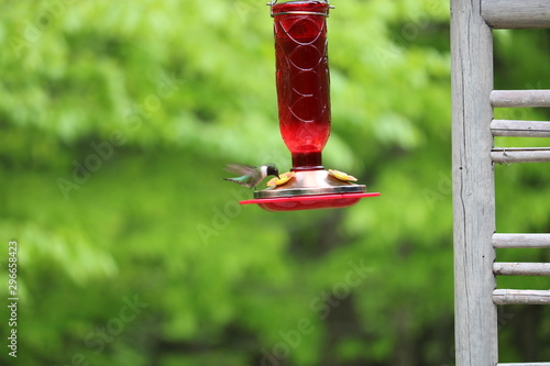 Hummingbird on red feeder with copyspace