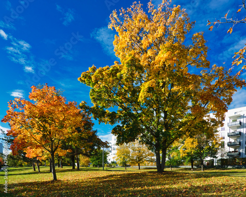 Colorful autumn leaves  in the light of the bright morning sun  in a public park in Munich  Bavaria  blue sky with white clouds