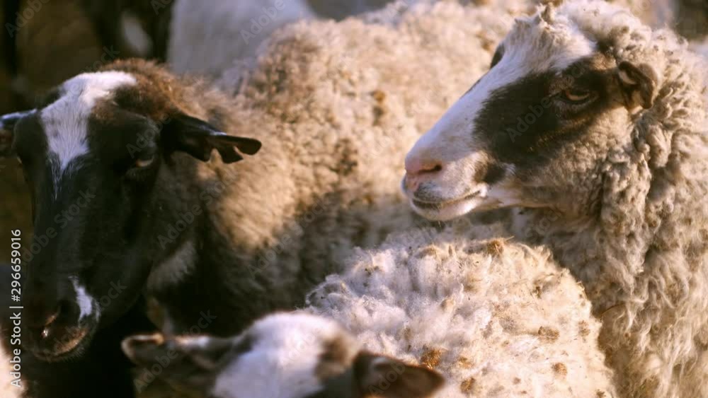 Close up A flock of sheep walks in the yard at farm. Farming. Sheep moving on camera. Huddled together. Making wool. Domestic sheep texture Close up A flock of sheep walks in the yard at farm. Farming. Sheep moving on camera. Huddled together. Making wool. Domestic sheep texture