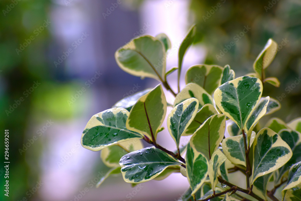 Green leaves in the garden Which is natural looking, comfortable and refreshing Green leaves in the garden Which is natural looking, comfortable and refreshing