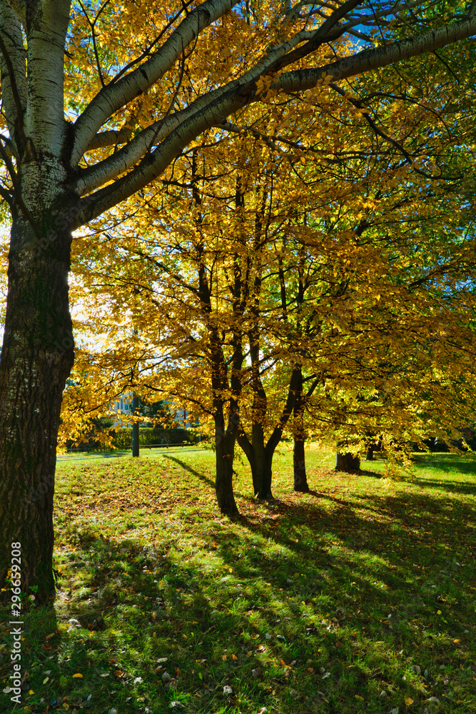Naklejka premium Colorful autumn leaves in golden morning light, in a park in Munich, Bavaria